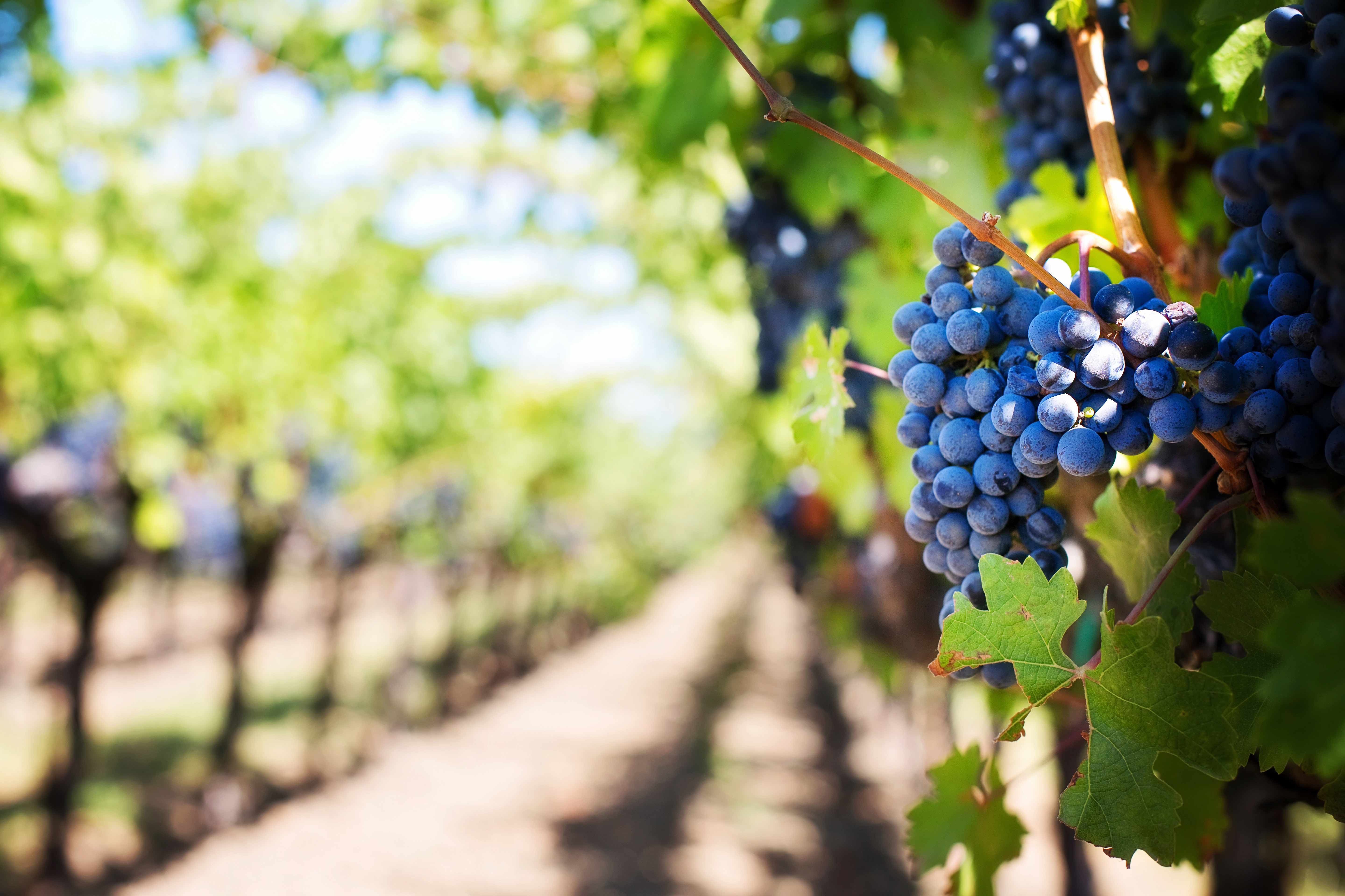 Ripe grapes growing on a sunlit vine